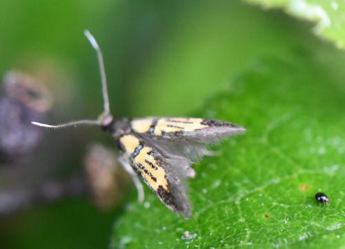 Schiffermuelleria schaefferella